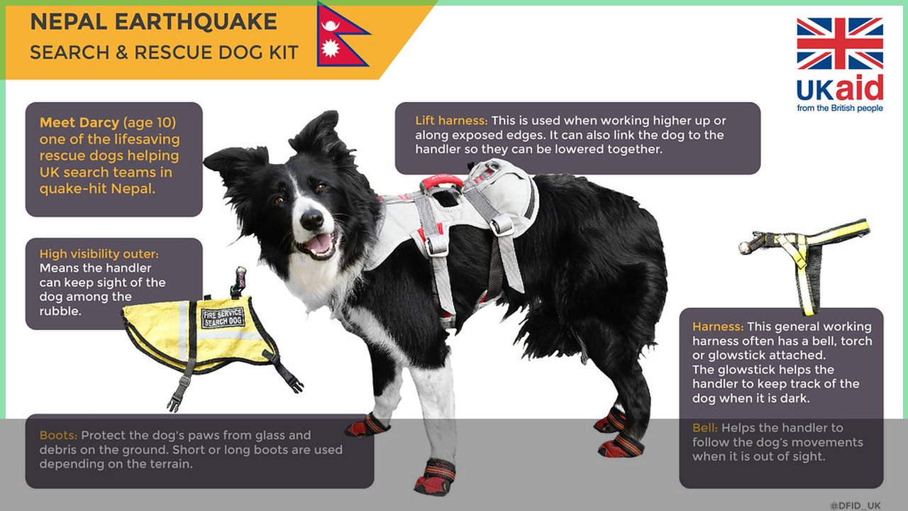 Dog emergency kit with food water leash and supplies