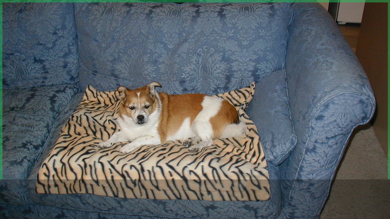 Dog resting with a blanket during storm anxiety