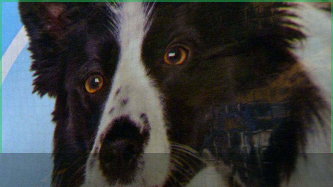 Pet food and supplies stored for emergencies