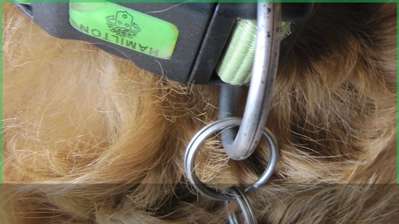 Pet ID tag and collar for emergency identification