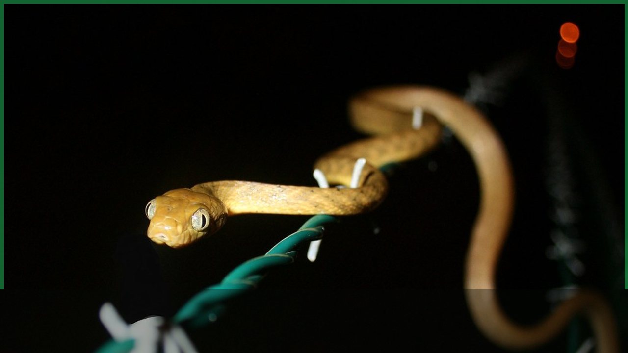 Pet resting near a flashlight during a power outage